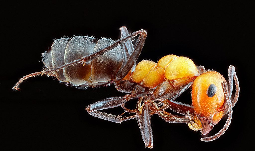 Ant Control service in High Point, NC