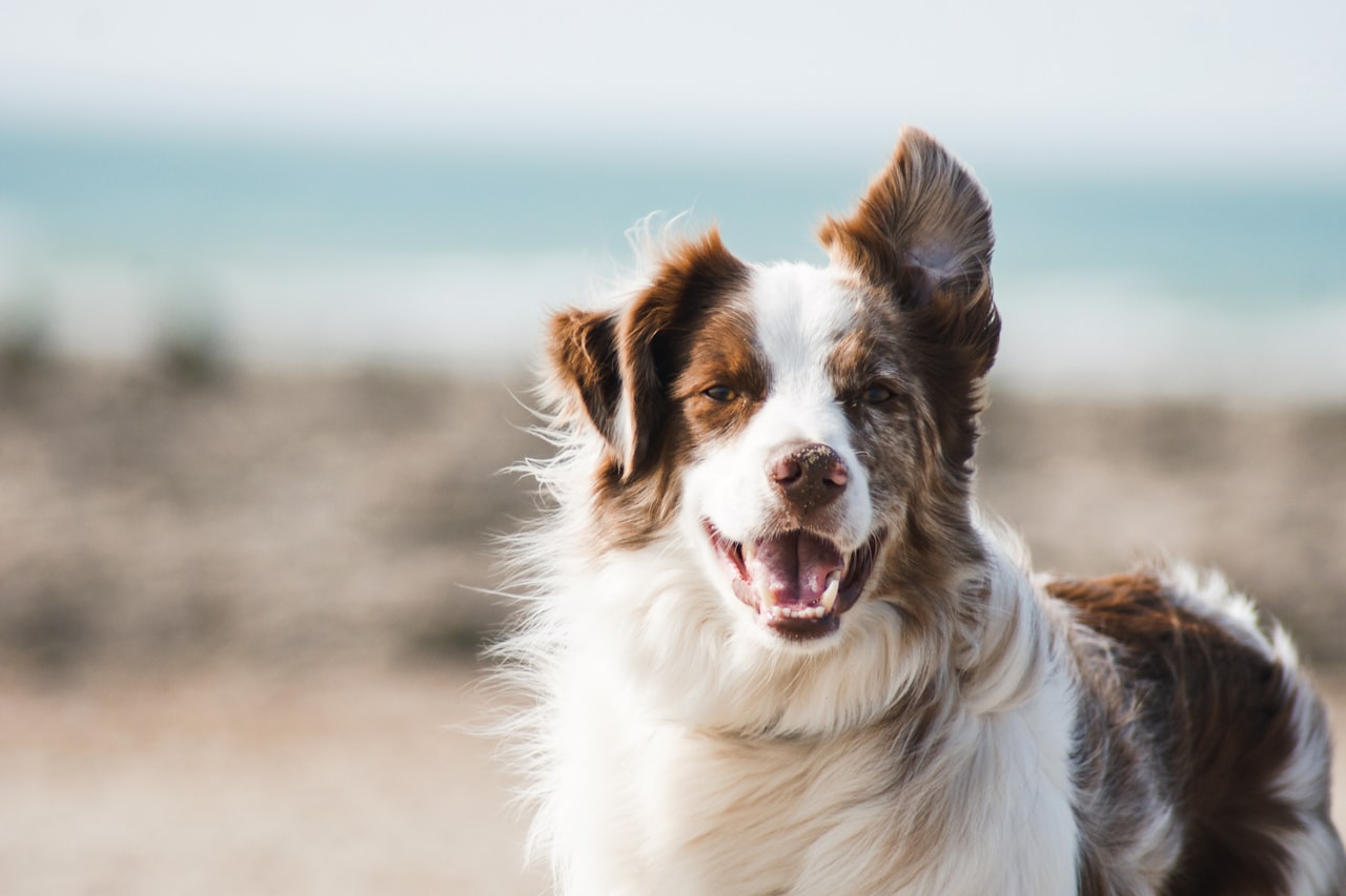 Flea & Tick Control service in High Point, NC