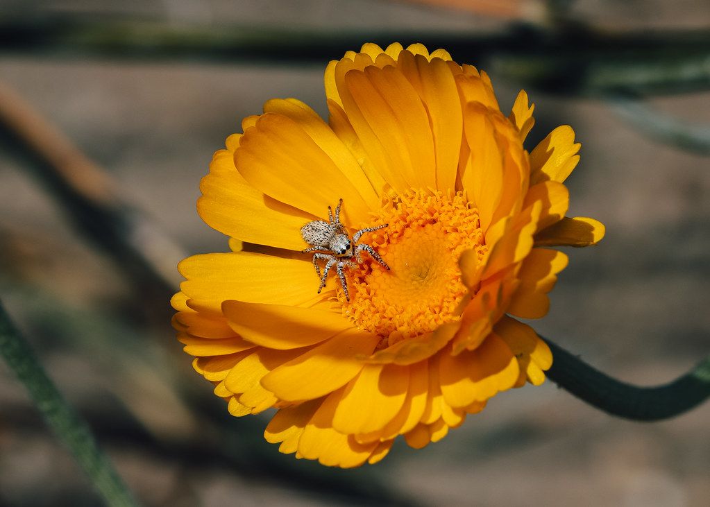 Spider Control service in High Point, NC